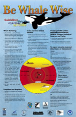 Be Whale Wise Guidelines Veins of Life Watershed Society
