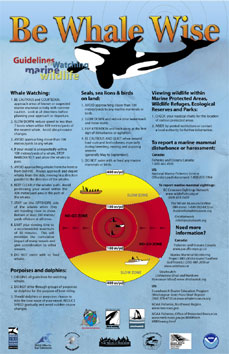 Be Whale Wise Poster Marine Mammal Monitoring Veins of  Life Watershed Society 
