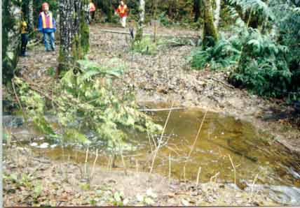 Tree Revetment